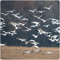 Snowgeese